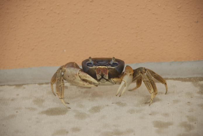 Crabby