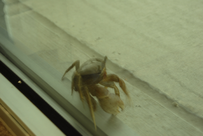 Crabby1