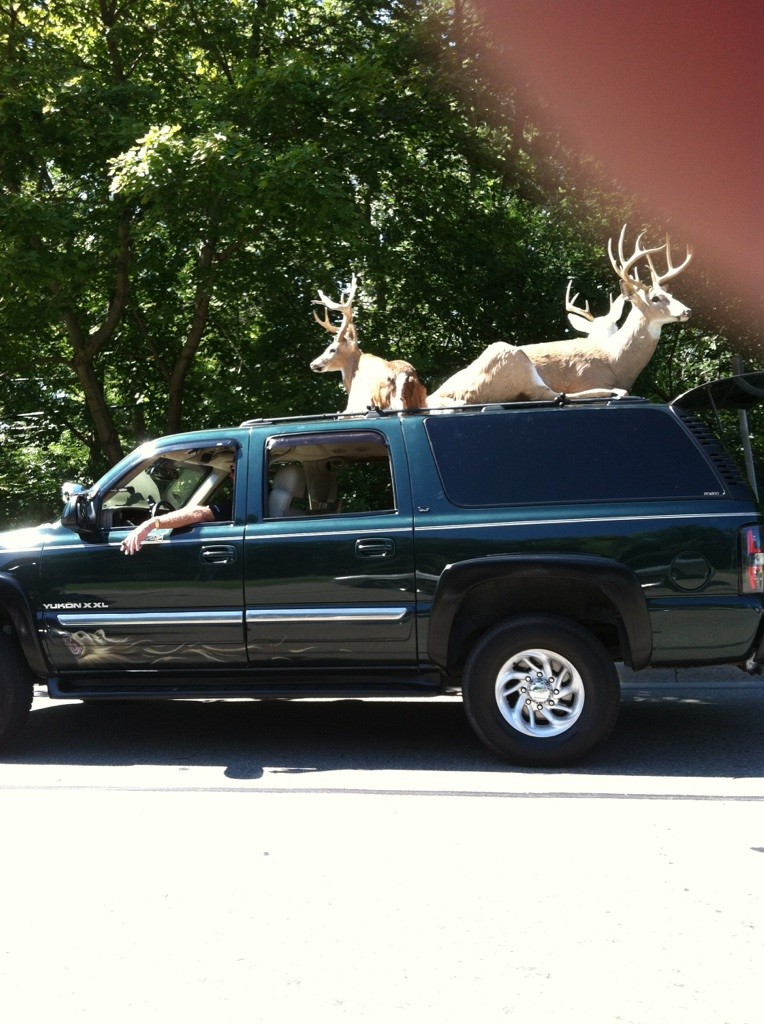 deer
