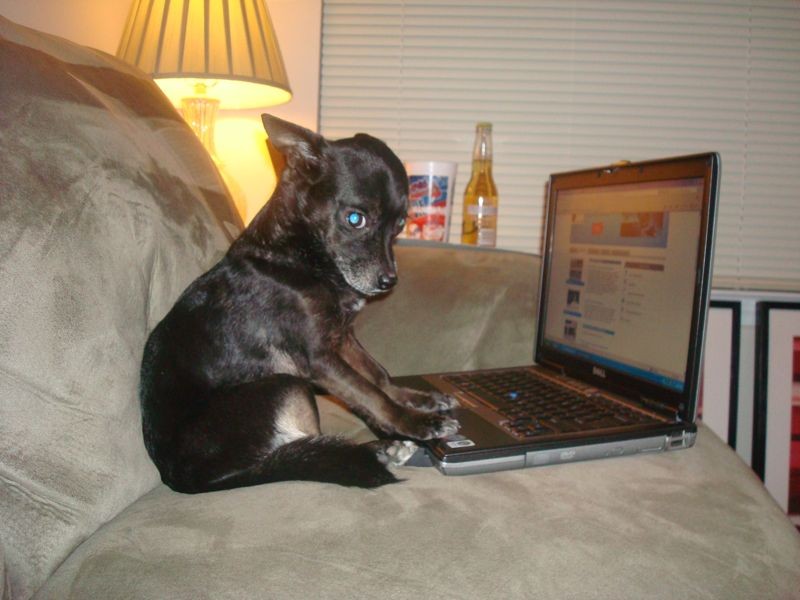 dog_pic