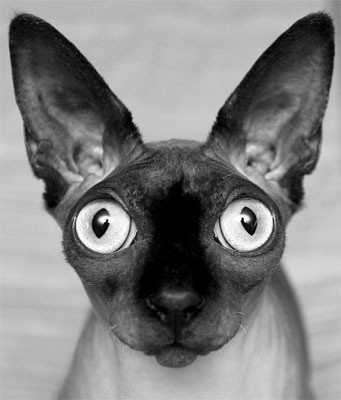 dogstaring