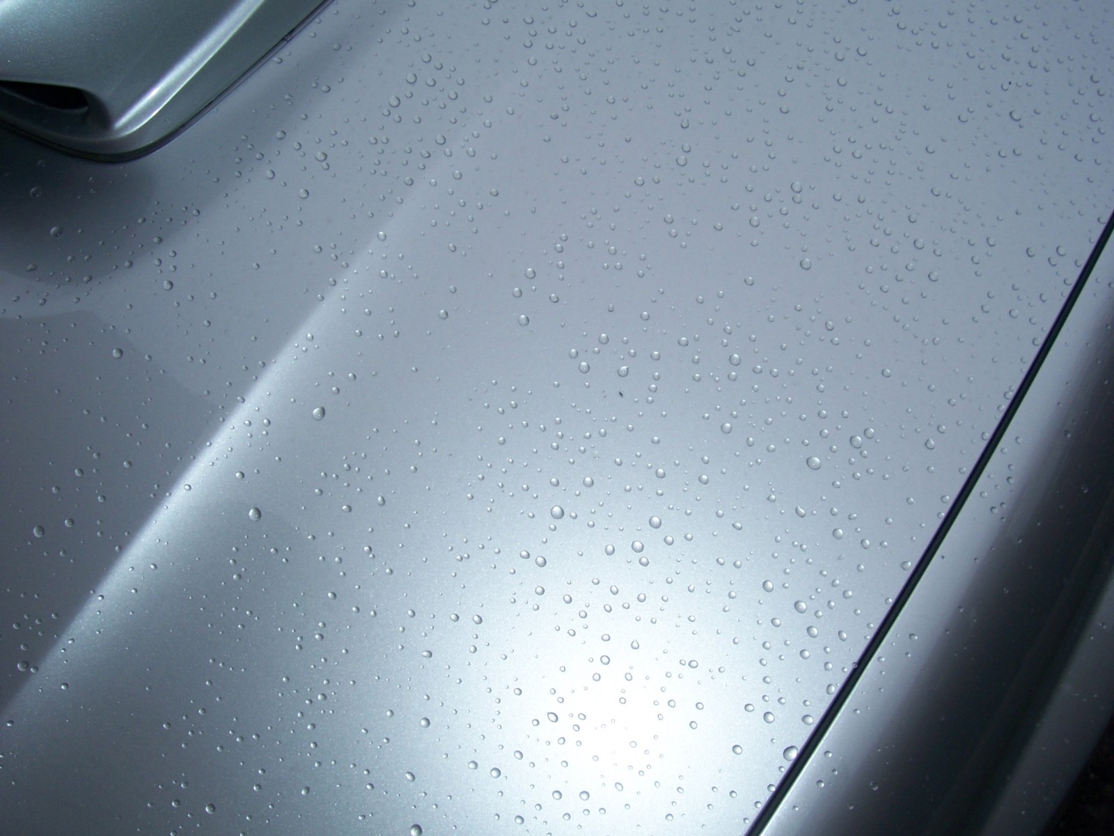 DP Poli Coat Beeding 1