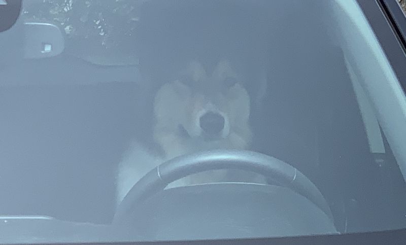 driving dog