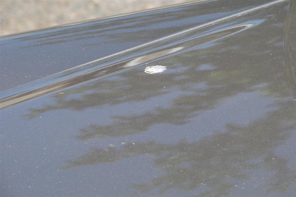 DSC00524_Large_