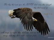 eagle