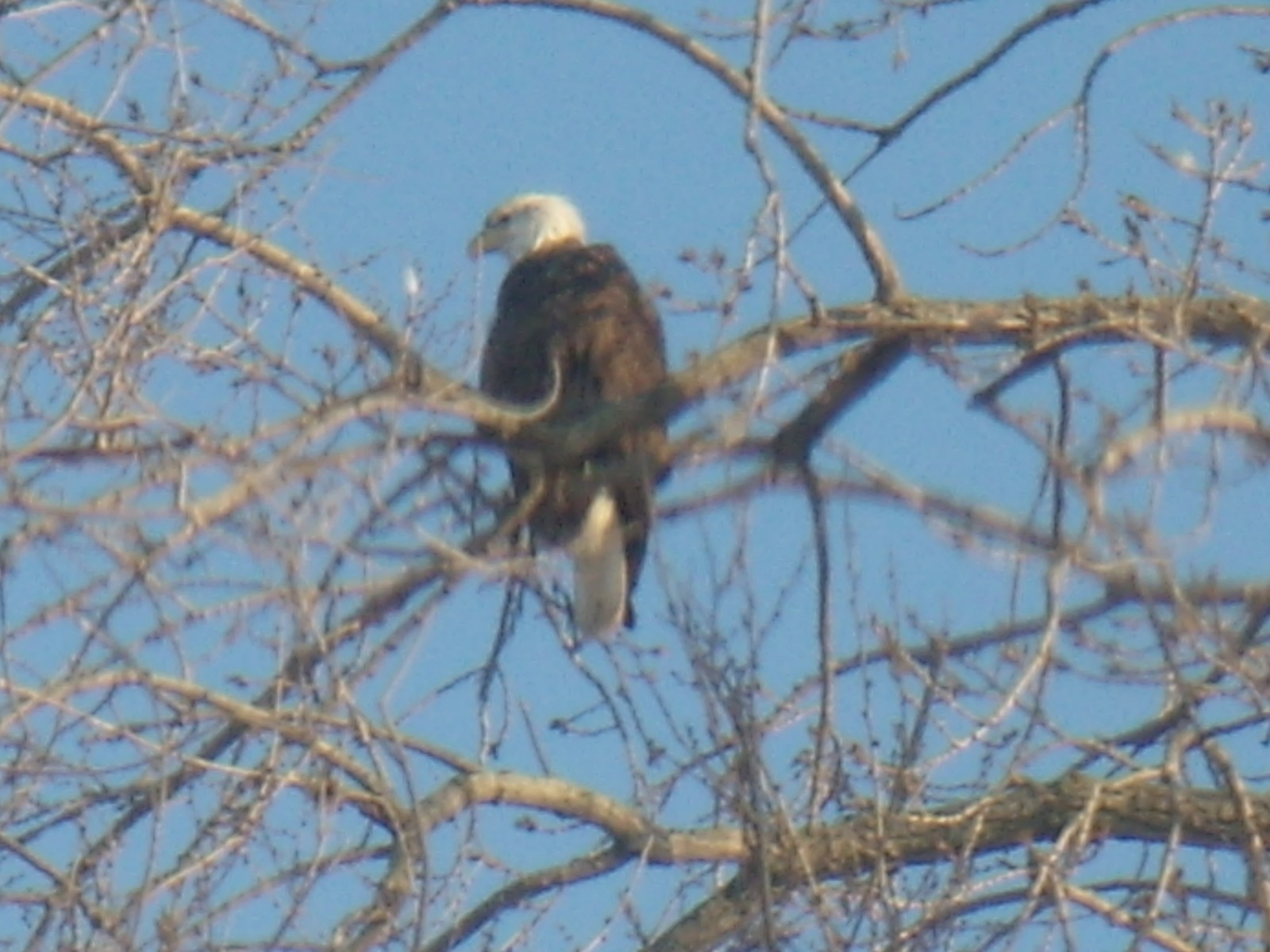 eagle