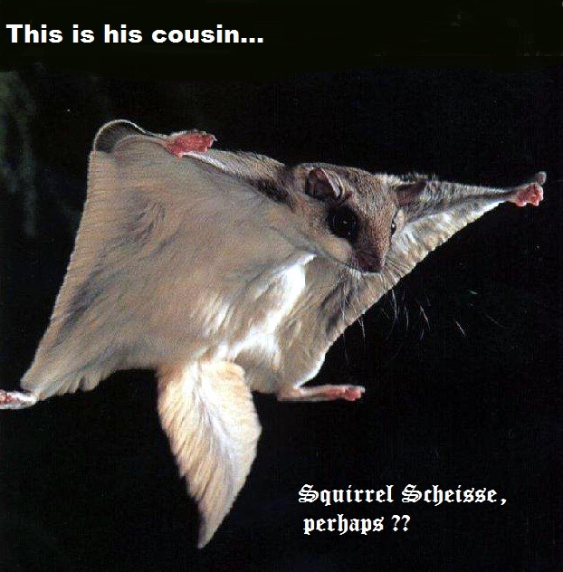 FlyingSquirrel1