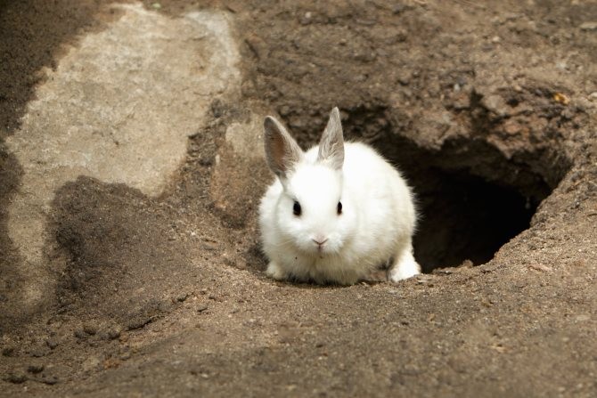 Follow Rabit Down Raibbit Hole Mike Phillips Autogeekonline.net