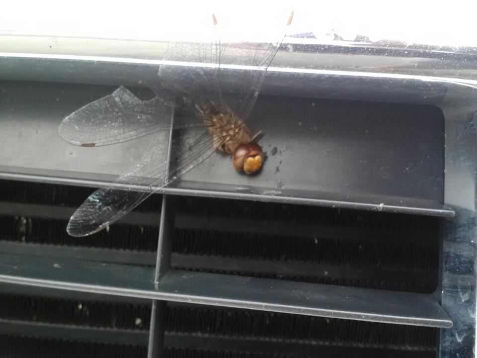 Hitchhiker