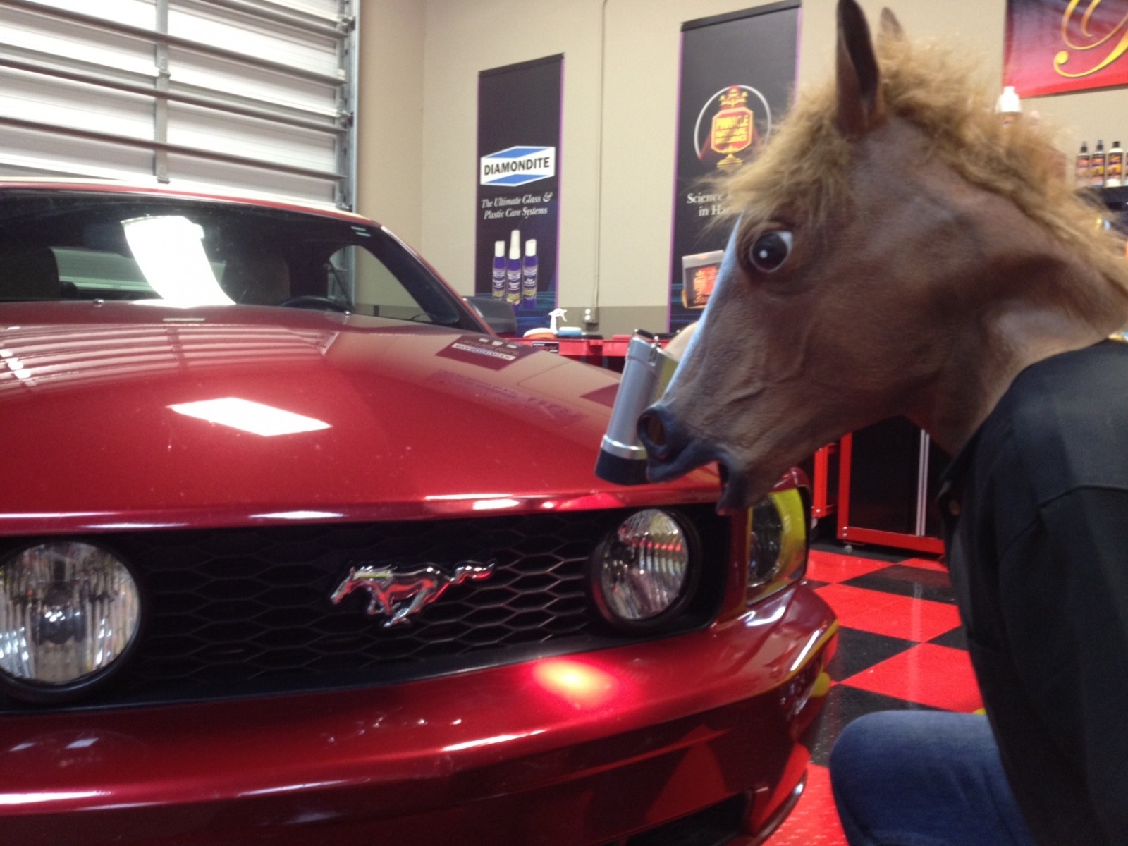 horse4