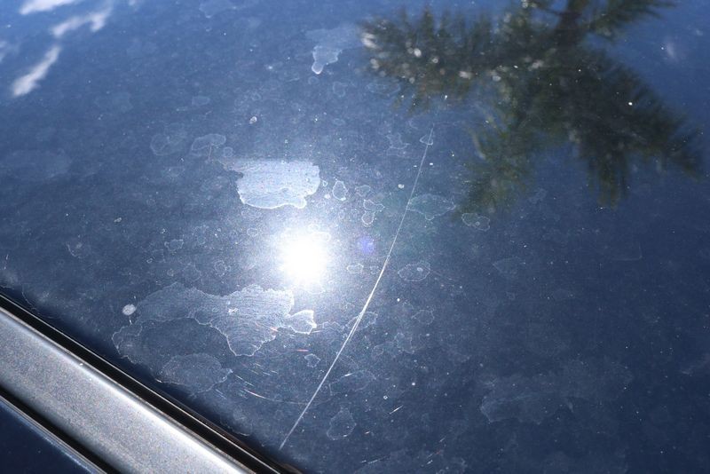How to polish BLACK Paint on a Mustang Mike Phillips Autogeek