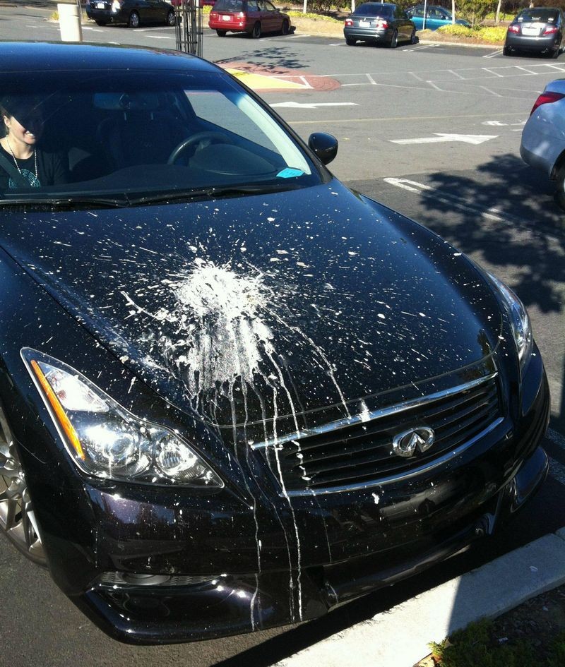 How To Remove a Bird Dropping Etching