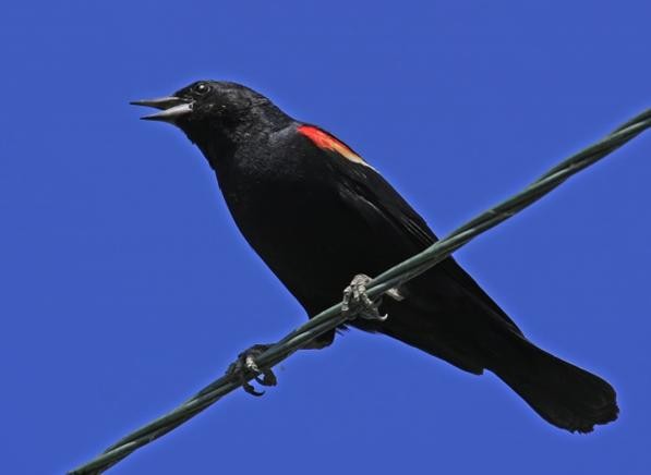 How to remove dried bird dropping