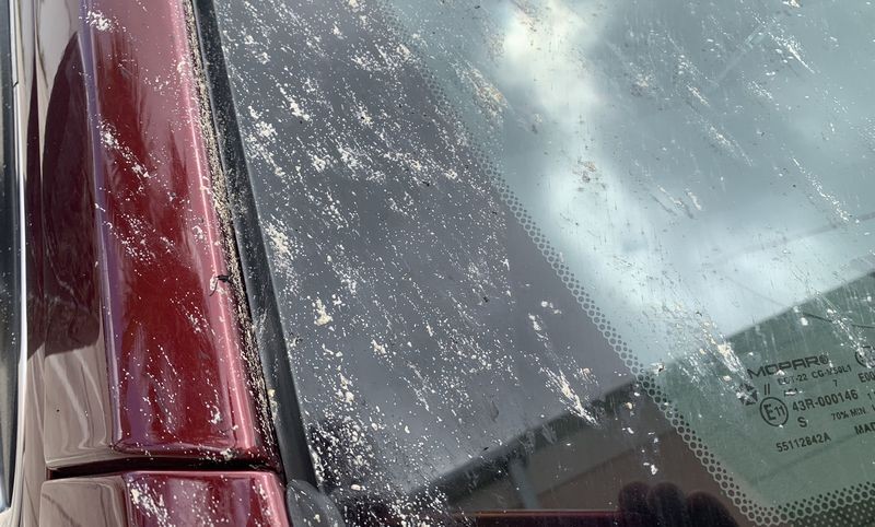 How to remove Love Bugs off car