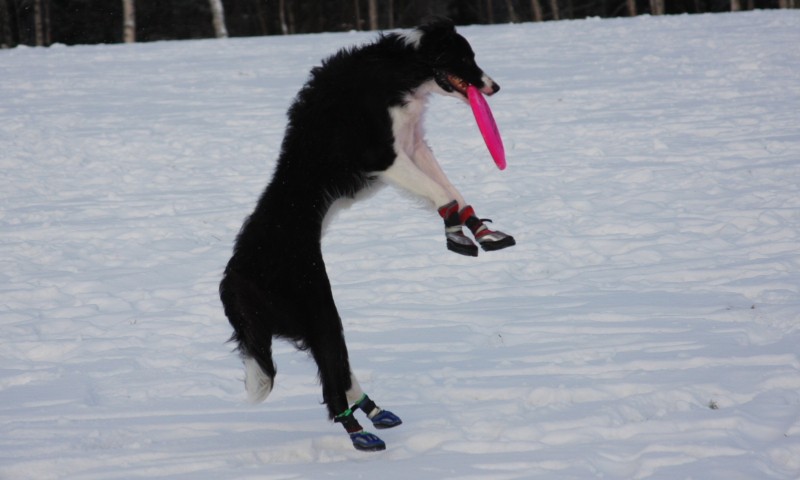 Izzy disc and snow 2