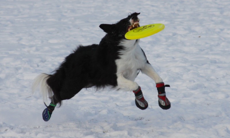 Izzy disc and snow