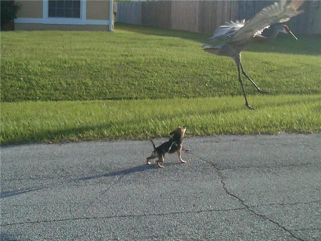 JobevsBird