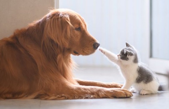 kittendog