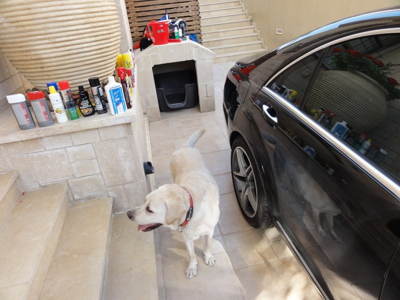 labrador, sharkpolitur, mercedes s 500 amg