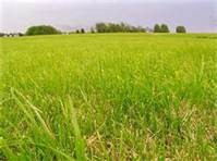 lawn_mower6