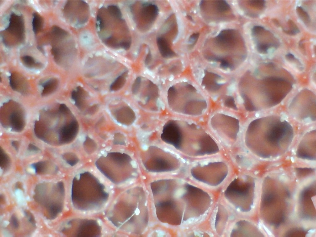 LC_CCS_Red_x800