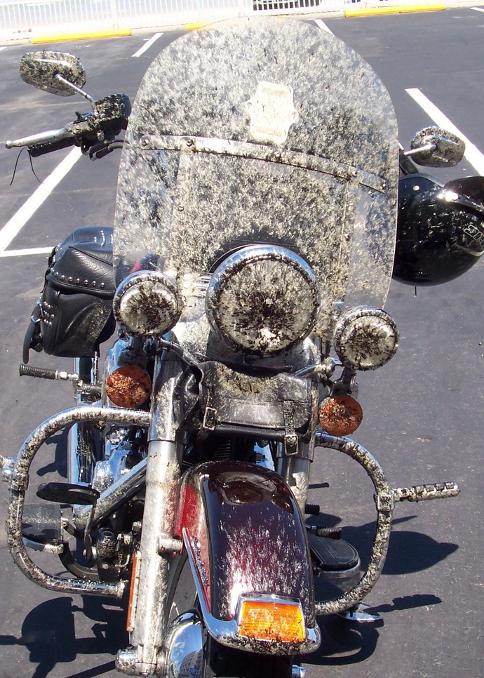 lovebug0011