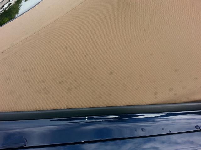 Mold and Mildew in cloth Convertible Top Canvas