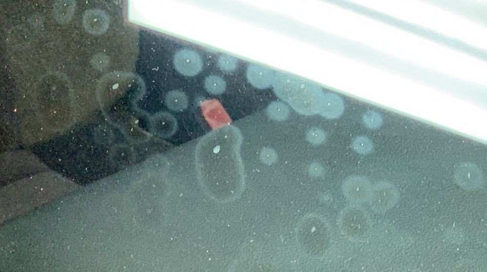 Mold Mildew Mitigation Mike Phillips Autogeek