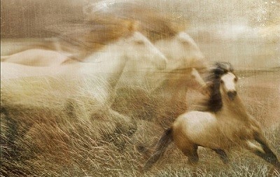 mustangs