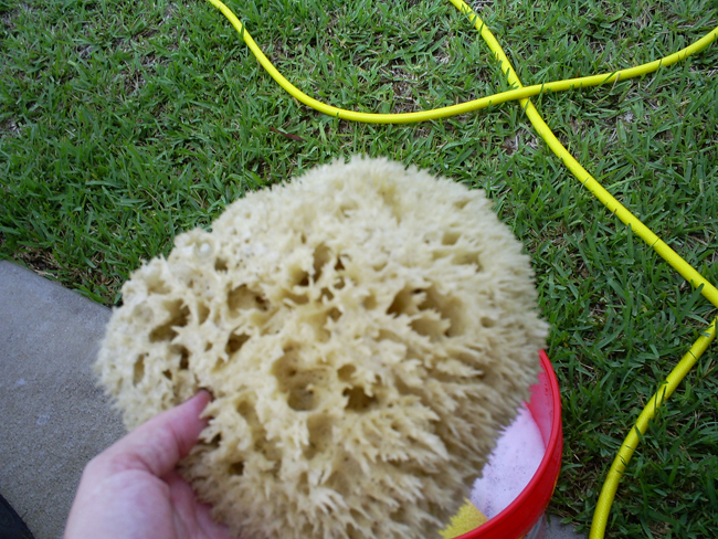My_Favorite_Sponge