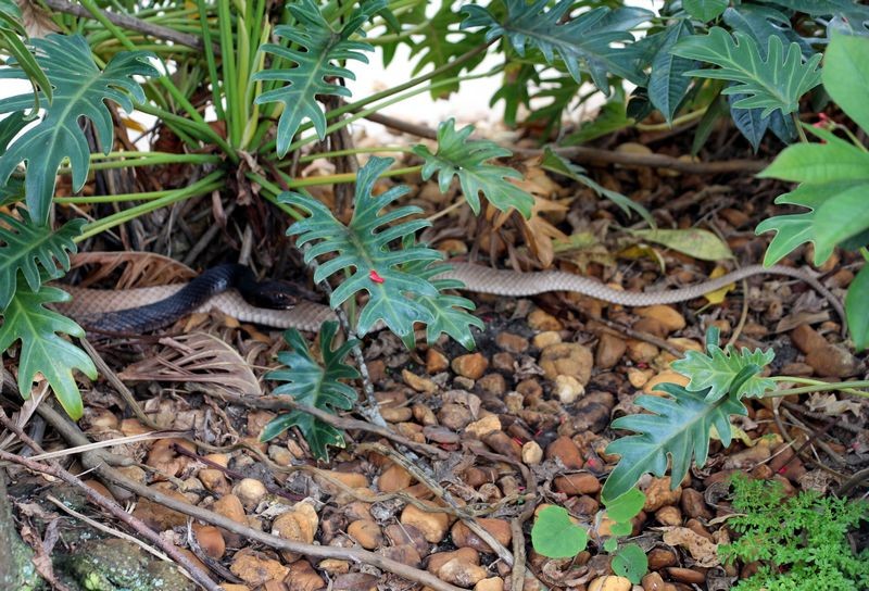Mystery Snake?