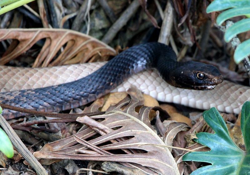 Mystery Snake?