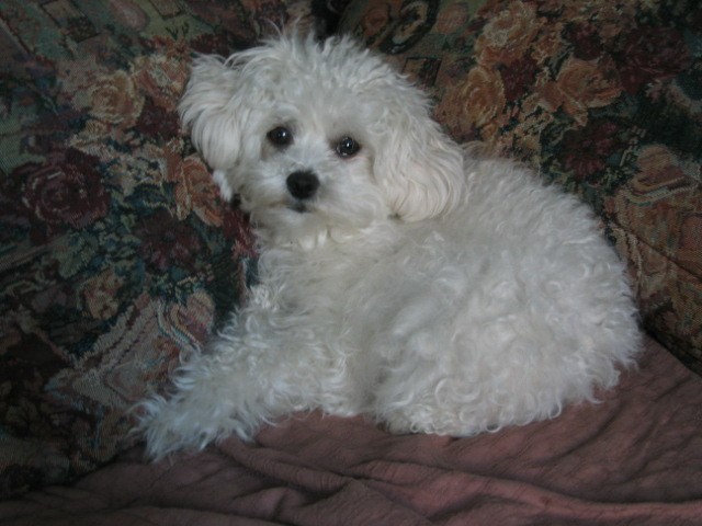 MyToyPoodle