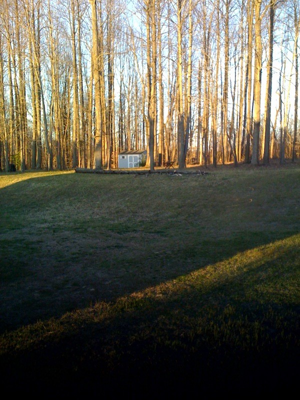 neighbors_downed_tree