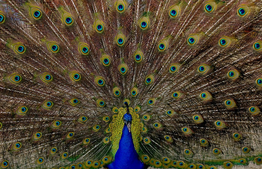 Peacock