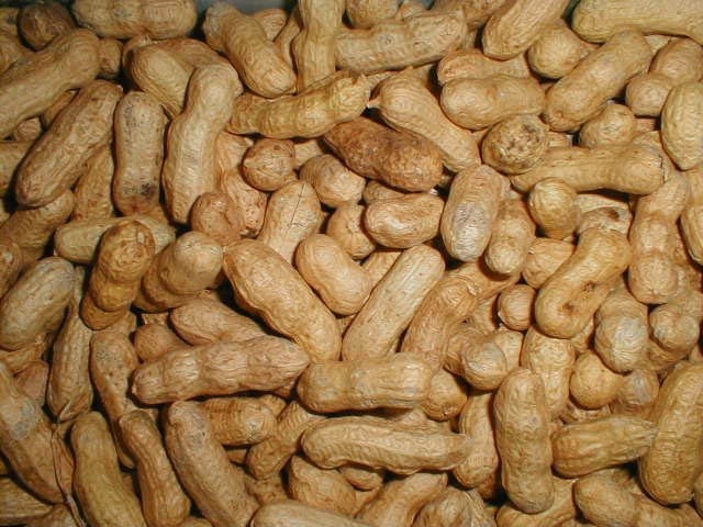peanuts_in_shell