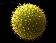 pollen