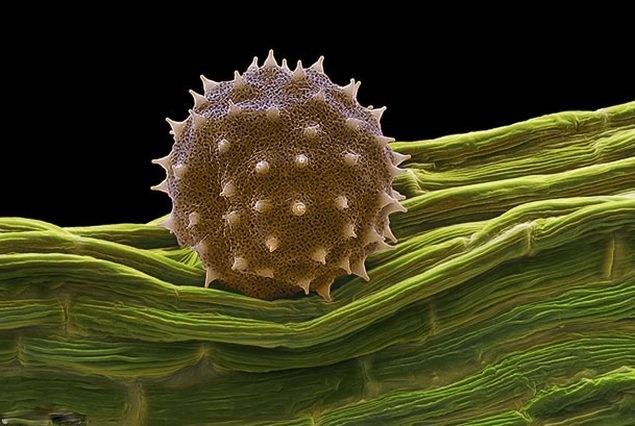 pollen3