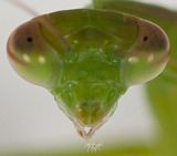 Praying Mantis Avatar