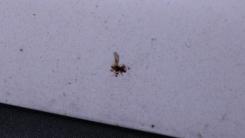 Review: Pinnacle Advanced Insect Remover