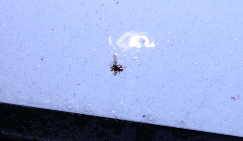 Review: Pinnacle Advanced Insect Remover