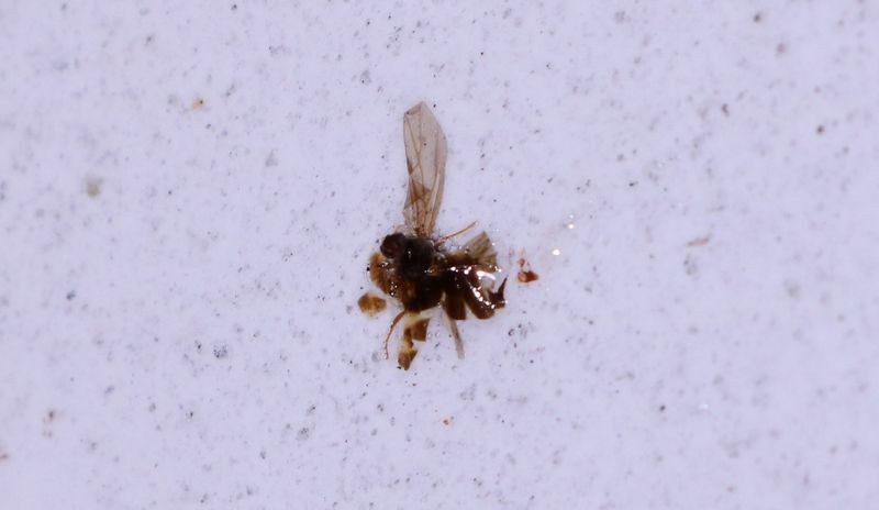 Review: Pinnacle Advanced Insect Remover