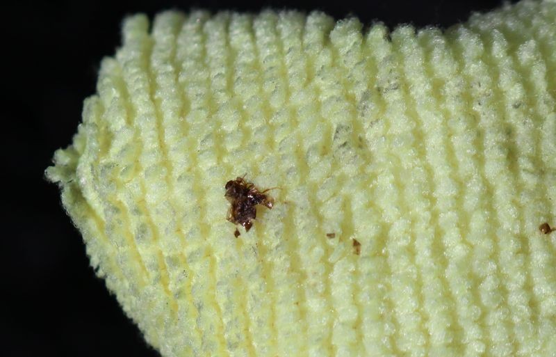 Review: Pinnacle Advanced Insect Remover