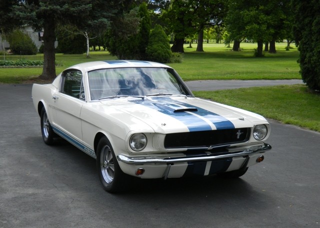 ShelbyAAA