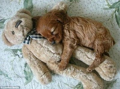 sleeping_dog2