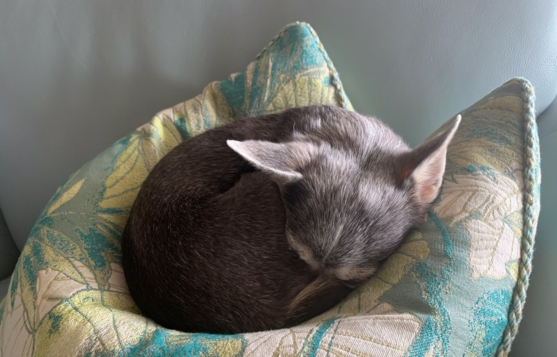 SleepingThroughIt