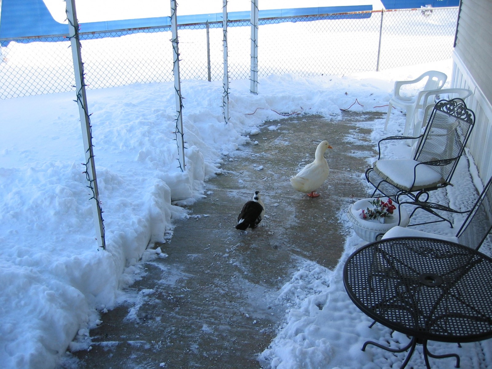 snow storm 2009