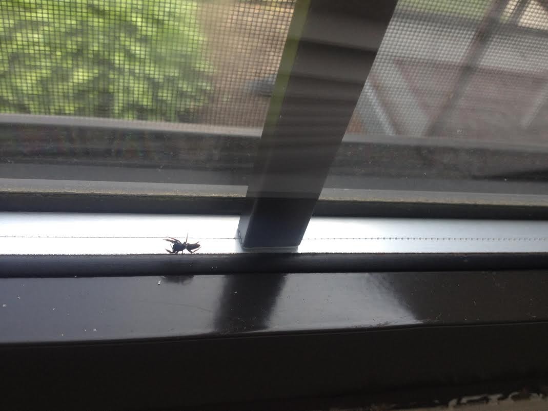 spider