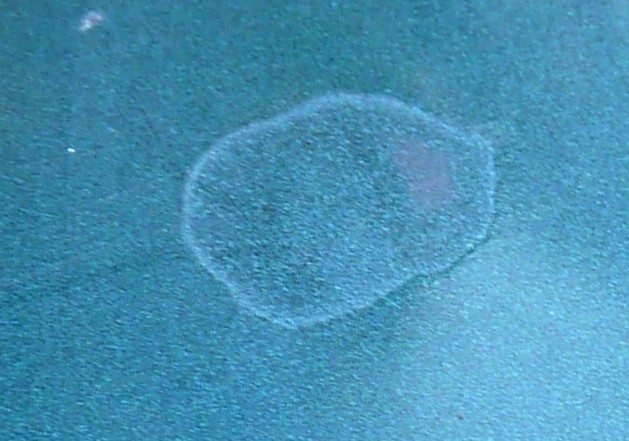 Spots on hood