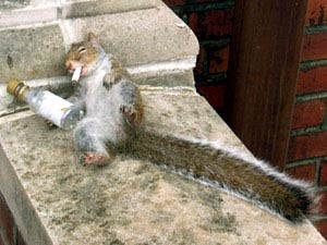 SquirrelWasted